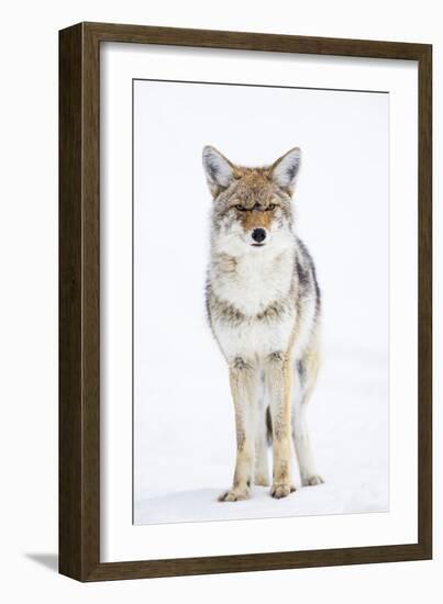 USA, Wyoming, Yellowstone National Park, Coyote in Snow-Elizabeth Boehm-Framed Photographic Print