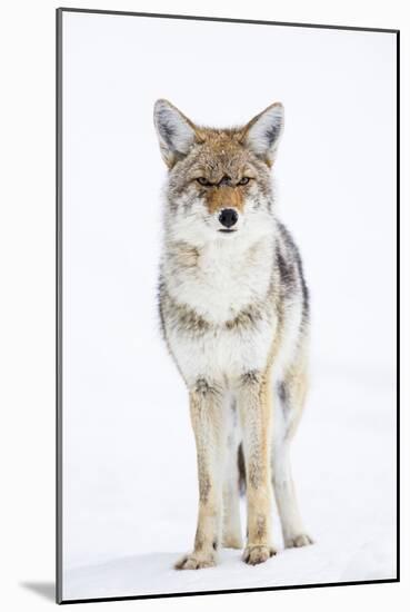 USA, Wyoming, Yellowstone National Park, Coyote in Snow-Elizabeth Boehm-Mounted Photographic Print