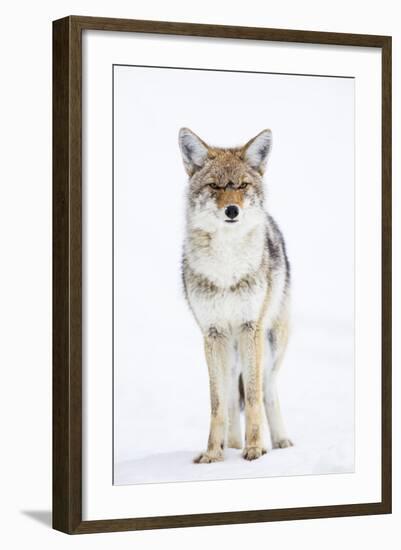 USA, Wyoming, Yellowstone National Park, Coyote in Snow-Elizabeth Boehm-Framed Photographic Print