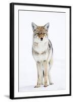 USA, Wyoming, Yellowstone National Park, Coyote in Snow-Elizabeth Boehm-Framed Photographic Print