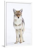 USA, Wyoming, Yellowstone National Park, Coyote in Snow-Elizabeth Boehm-Framed Photographic Print