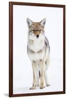 USA, Wyoming, Yellowstone National Park, Coyote in Snow-Elizabeth Boehm-Framed Photographic Print