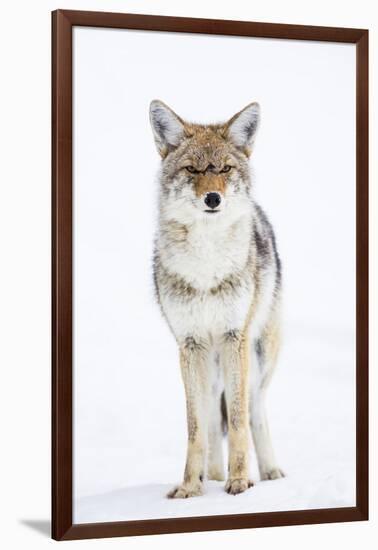 USA, Wyoming, Yellowstone National Park, Coyote in Snow-Elizabeth Boehm-Framed Photographic Print