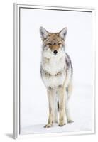 USA, Wyoming, Yellowstone National Park, Coyote in Snow-Elizabeth Boehm-Framed Premium Photographic Print