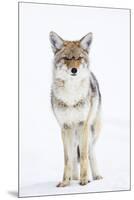 USA, Wyoming, Yellowstone National Park, Coyote in Snow-Elizabeth Boehm-Mounted Premium Photographic Print