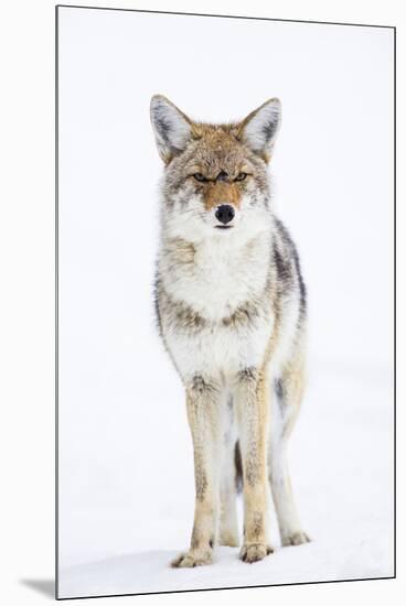 USA, Wyoming, Yellowstone National Park, Coyote in Snow-Elizabeth Boehm-Mounted Premium Photographic Print