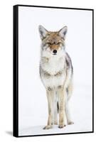 USA, Wyoming, Yellowstone National Park, Coyote in Snow-Elizabeth Boehm-Framed Stretched Canvas