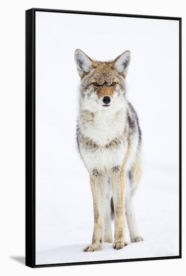 USA, Wyoming, Yellowstone National Park, Coyote in Snow-Elizabeth Boehm-Framed Stretched Canvas