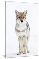 USA, Wyoming, Yellowstone National Park, Coyote in Snow-Elizabeth Boehm-Stretched Canvas