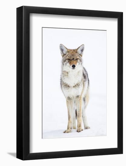 USA, Wyoming, Yellowstone National Park, Coyote in Snow-Elizabeth Boehm-Framed Photographic Print