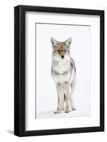 USA, Wyoming, Yellowstone National Park, Coyote in Snow-Elizabeth Boehm-Framed Photographic Print