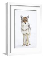 USA, Wyoming, Yellowstone National Park, Coyote in Snow-Elizabeth Boehm-Framed Photographic Print