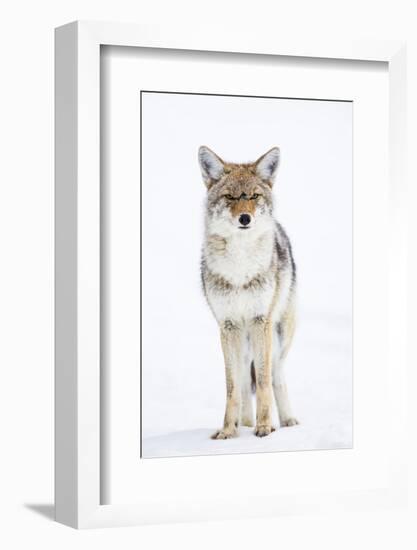 USA, Wyoming, Yellowstone National Park, Coyote in Snow-Elizabeth Boehm-Framed Photographic Print