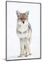 USA, Wyoming, Yellowstone National Park, Coyote in Snow-Elizabeth Boehm-Mounted Photographic Print