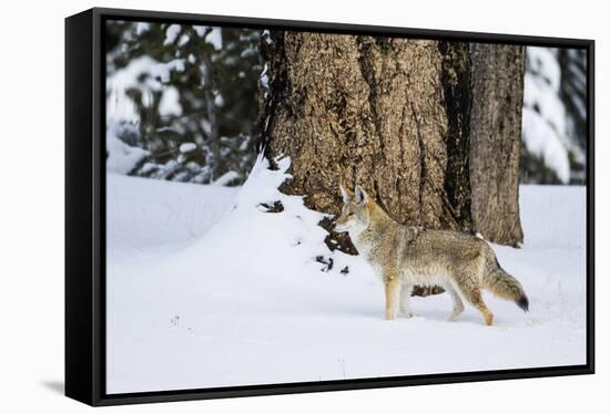 USA, Wyoming. Yellowstone National Park, coyote walks through the snow in winter.-Elizabeth Boehm-Framed Stretched Canvas