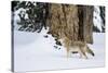 USA, Wyoming. Yellowstone National Park, coyote walks through the snow in winter.-Elizabeth Boehm-Stretched Canvas