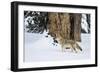 USA, Wyoming. Yellowstone National Park, coyote walks through the snow in winter.-Elizabeth Boehm-Framed Photographic Print