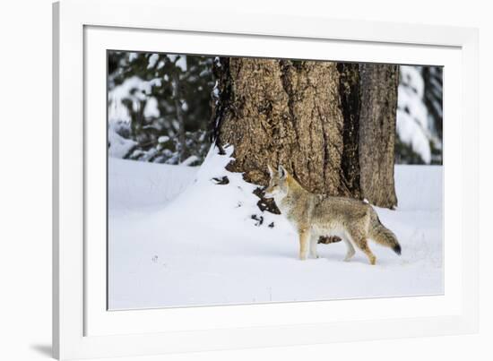 USA, Wyoming. Yellowstone National Park, coyote walks through the snow in winter.-Elizabeth Boehm-Framed Photographic Print