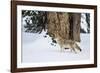 USA, Wyoming. Yellowstone National Park, coyote walks through the snow in winter.-Elizabeth Boehm-Framed Photographic Print