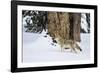 USA, Wyoming. Yellowstone National Park, coyote walks through the snow in winter.-Elizabeth Boehm-Framed Photographic Print