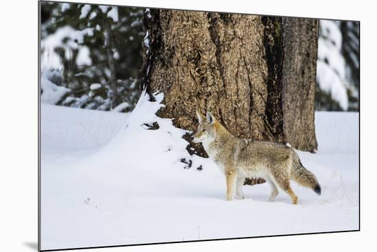 USA, Wyoming. Yellowstone National Park, coyote walks through the snow in winter.-Elizabeth Boehm-Mounted Photographic Print