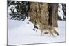 USA, Wyoming. Yellowstone National Park, coyote walks through the snow in winter.-Elizabeth Boehm-Mounted Photographic Print