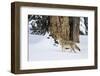 USA, Wyoming. Yellowstone National Park, coyote walks through the snow in winter.-Elizabeth Boehm-Framed Photographic Print