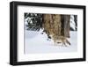 USA, Wyoming. Yellowstone National Park, coyote walks through the snow in winter.-Elizabeth Boehm-Framed Photographic Print