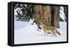 USA, Wyoming. Yellowstone National Park, coyote walks through the snow in winter.-Elizabeth Boehm-Framed Stretched Canvas