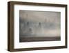 USA, Wyoming, Yellowstone National Park. Early morning fog with light rays through the trees.-Cindy Miller Hopkins-Framed Photographic Print