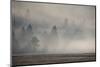 USA, Wyoming, Yellowstone National Park. Early morning fog with light rays through the trees.-Cindy Miller Hopkins-Mounted Photographic Print