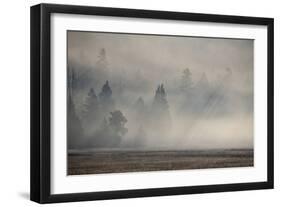 USA, Wyoming, Yellowstone National Park. Early morning fog with light rays through the trees.-Cindy Miller Hopkins-Framed Photographic Print