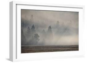 USA, Wyoming, Yellowstone National Park. Early morning fog with light rays through the trees.-Cindy Miller Hopkins-Framed Photographic Print