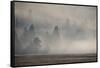 USA, Wyoming, Yellowstone National Park. Early morning fog with light rays through the trees.-Cindy Miller Hopkins-Framed Stretched Canvas