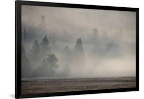 USA, Wyoming, Yellowstone National Park. Early morning fog with light rays through the trees.-Cindy Miller Hopkins-Framed Photographic Print