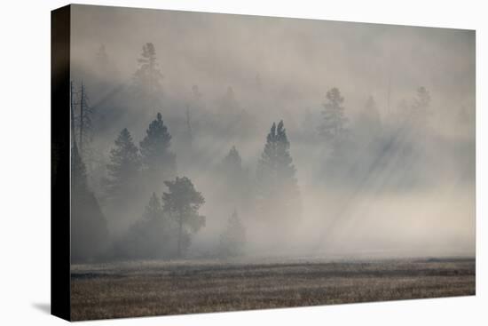 USA, Wyoming, Yellowstone National Park. Early morning fog with light rays through the trees.-Cindy Miller Hopkins-Stretched Canvas