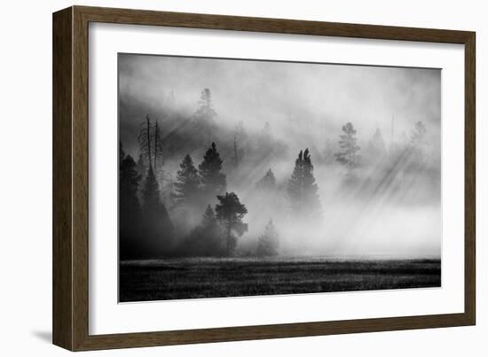 USA, Wyoming, Yellowstone National Park. Early morning fog with light rays through the trees.-Cindy Miller Hopkins-Framed Photographic Print