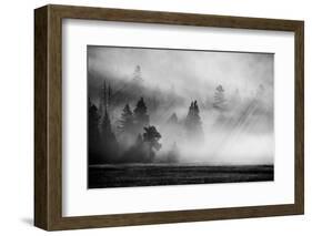 USA, Wyoming, Yellowstone National Park. Early morning fog with light rays through the trees.-Cindy Miller Hopkins-Framed Photographic Print