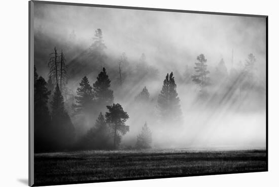 USA, Wyoming, Yellowstone National Park. Early morning fog with light rays through the trees.-Cindy Miller Hopkins-Mounted Photographic Print