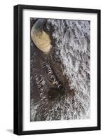 USA, Wyoming, Yellowstone National Park, Face of Cow Bison with Frost-Elizabeth Boehm-Framed Photographic Print