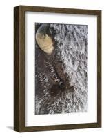 USA, Wyoming, Yellowstone National Park, Face of Cow Bison with Frost-Elizabeth Boehm-Framed Photographic Print