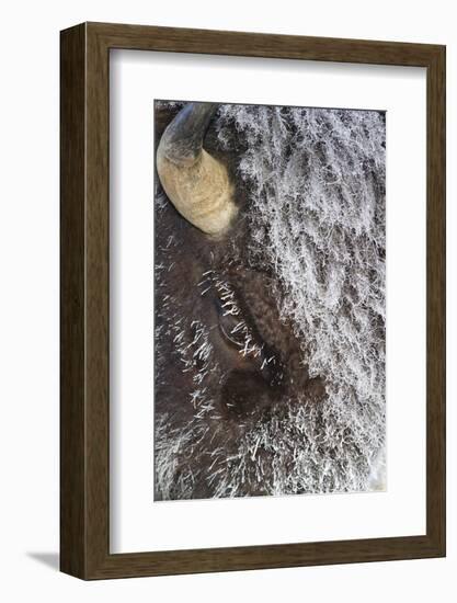 USA, Wyoming, Yellowstone National Park, Face of Cow Bison with Frost-Elizabeth Boehm-Framed Photographic Print