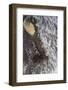 USA, Wyoming, Yellowstone National Park, Face of Cow Bison with Frost-Elizabeth Boehm-Framed Photographic Print