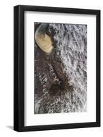 USA, Wyoming, Yellowstone National Park, Face of Cow Bison with Frost-Elizabeth Boehm-Framed Photographic Print