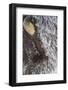 USA, Wyoming, Yellowstone National Park, Face of Cow Bison with Frost-Elizabeth Boehm-Framed Photographic Print