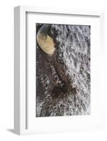 USA, Wyoming, Yellowstone National Park, Face of Cow Bison with Frost-Elizabeth Boehm-Framed Photographic Print