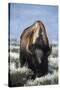 USA, Wyoming, Yellowstone National Park. Frost on fur of bull bison.-Jaynes Gallery-Stretched Canvas