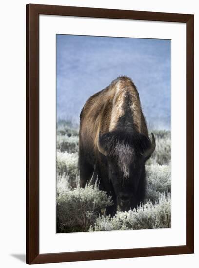 USA, Wyoming, Yellowstone National Park. Frost on fur of bull bison.-Jaynes Gallery-Framed Photographic Print