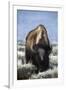 USA, Wyoming, Yellowstone National Park. Frost on fur of bull bison.-Jaynes Gallery-Framed Photographic Print