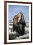 USA, Wyoming, Yellowstone National Park. Frost on fur of bull bison.-Jaynes Gallery-Framed Photographic Print